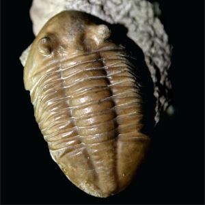 Asaphus_sp_Trylobit_Rosja_72